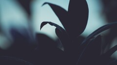 nature macro Plants blurred depth of field silhouette dark