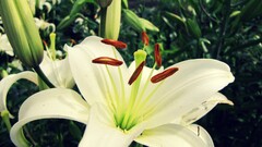 nature macro Plants Flowers white flowers Lilies