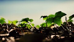 nature macro worm's eye view Plants
