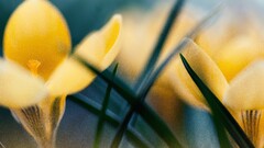 nature macro yellow flowers grass Lilies Plants