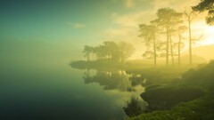 nature mist Lake Trees sunlight dappled sunlight landscape