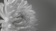 nature monochrome Flowers Plants