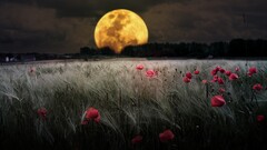 nature moon digital art Flowers