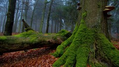 nature moss leaves mist fall tree trunk outdoors forest