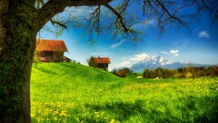 nature Mountains Trees