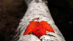 nature national geographic leaves