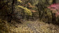 nature outdoors Plants