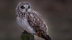nature owl Animals Birds brown