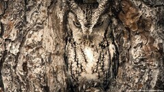 nature owl Animals camouflage