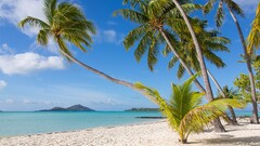 nature palm trees beach tropical sand
