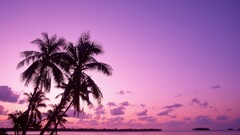 nature palm trees Sea