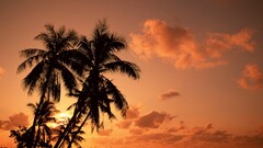 nature palm trees Sea sunset
