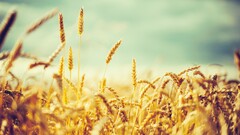 nature photography wheat crops Plants