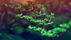nature Plants Bonsai depth of field