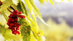 nature Plants closeup Berries leaves Trees