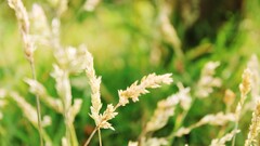 nature Plants closeup grass