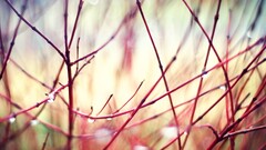 nature Plants depth of field photography twigs