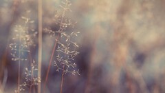 nature Plants depth of field