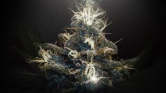 nature Plants digital art