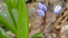 nature Plants Flowers