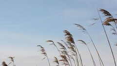 nature Plants grass sky