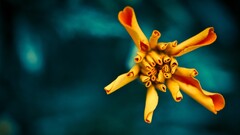 nature Plants macro Flowers