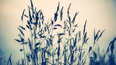 nature Plants outdoors