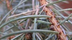 nature Plants outdoors