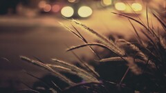 nature Plants reeds bokeh lights
