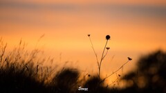 nature Plants sunlight