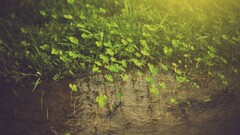 nature Plants water leaves
