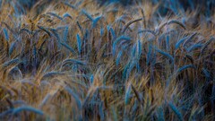 nature Plants wheat