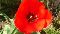 nature red flowers Flowers