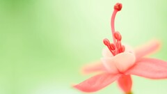 nature red flowers macro Flowers Simple Background closeup