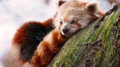 nature red panda Animals Mammals