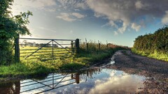 nature reflection road fence water clouds puddle sheep sunlight