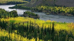 nature river forest Trees
