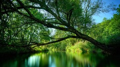 nature river Trees water
