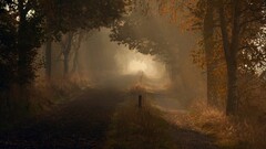 nature road path Trees