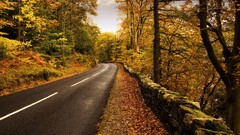 nature road Trees forest