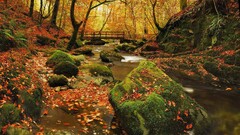 nature rock creeks path forest Trees Bridge