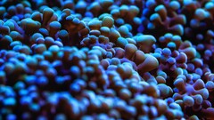 nature sea anemones underwater