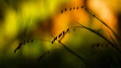 nature silhouette macro Plants