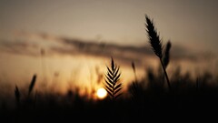 nature silhouette spikelets Plants Beige
