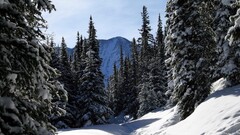nature snow forest landscape winter