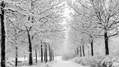 nature snow Trees winter path white monochrome
