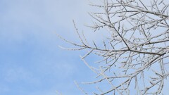 nature snow Trees winter