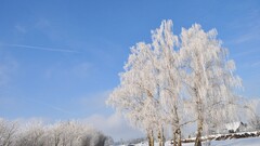 nature snow winter road Poland outdoors cold Trees sky