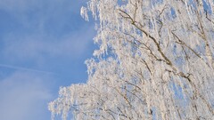 nature snow winter Trees