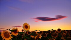 nature Sunflowers Flowers Plants outdoors